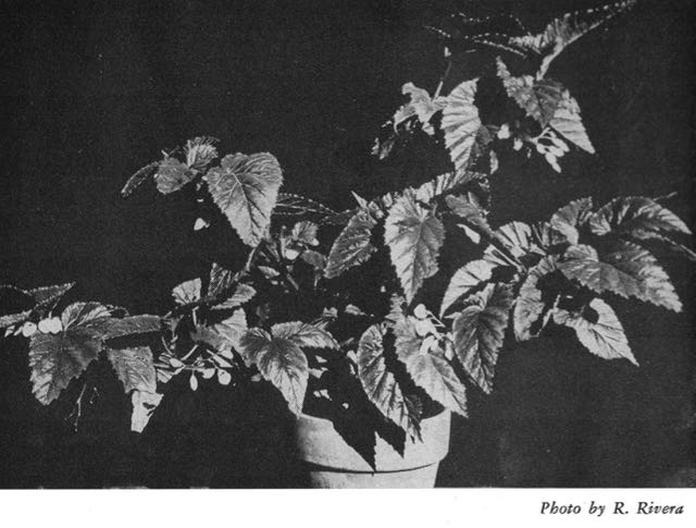 B. ‘Helena’